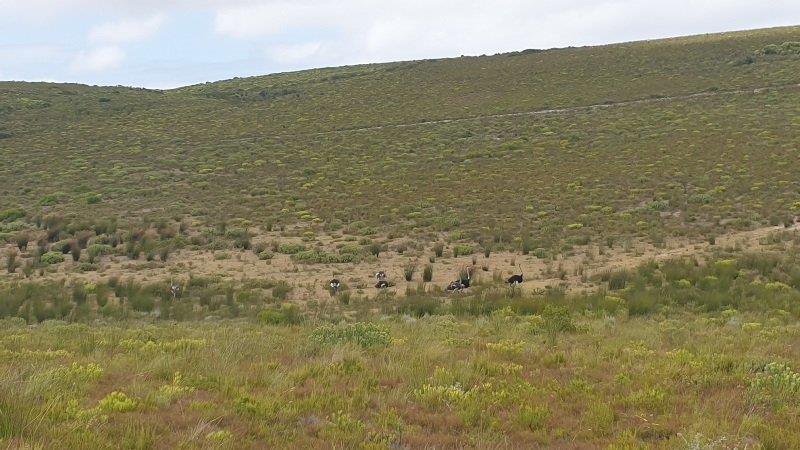 0 Bedroom Property for Sale in Stilbaai Rural Western Cape